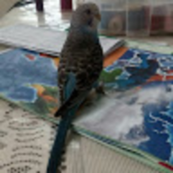 Meet your Posher, Mame - Picture 1 of 1